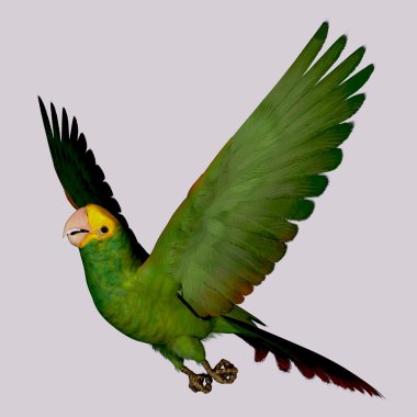 Double Yellow Amazon Parrot clipart
