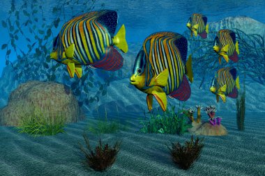 Royal Angelfish