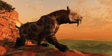 Saber tooth kediyi Ava