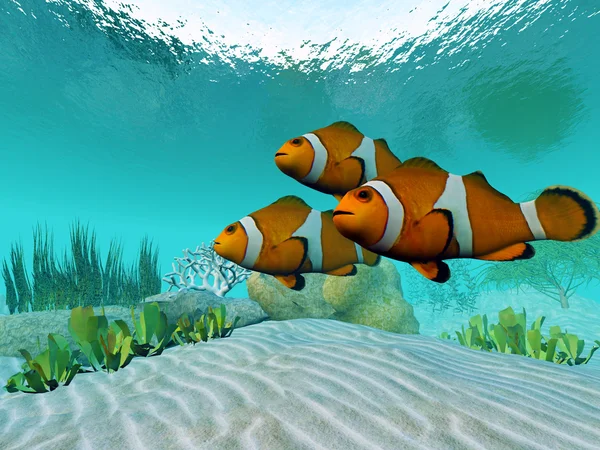 Clownfish — Stock Photo, Image