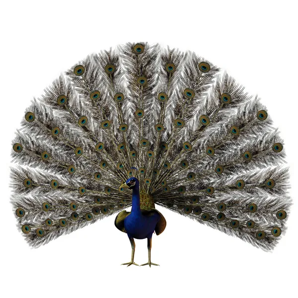 Pavo real — Foto de Stock