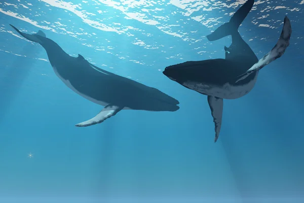 Maravilhas das Baleias — Fotografia de Stock