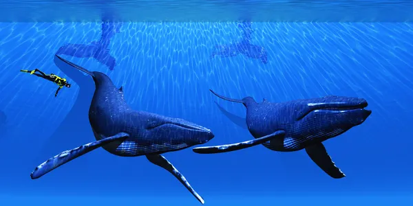 Wale mit Taucher — Stockfoto