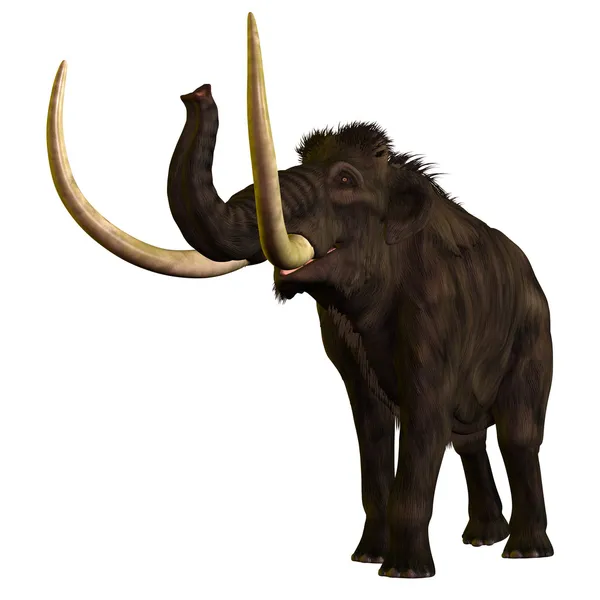Vlněná mamuta profil — Stock fotografie
