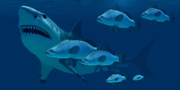 Squalo megalodonte — Foto Stock