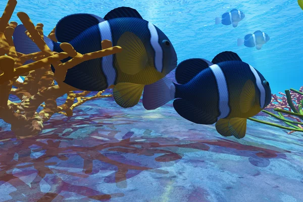 Clownfish κίτρινη — Φωτογραφία Αρχείου