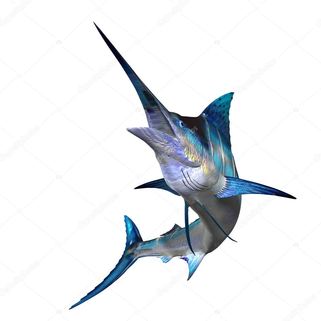 Marlin Profile