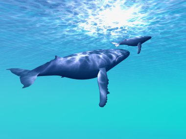 Whale Company