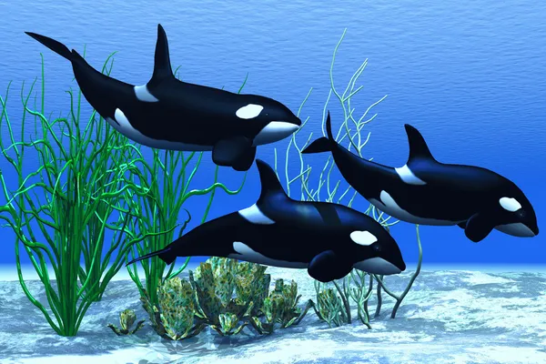 Whale Pod — Stock Photo, Image