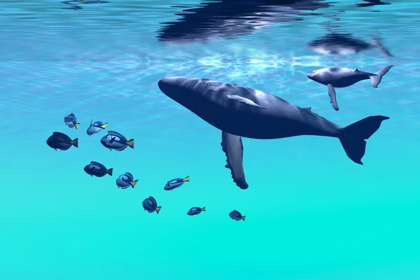 Kambur balinalar — Stok fotoğraf