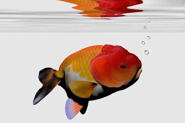 Lion-Head Goldfish — Stock Photo, Image