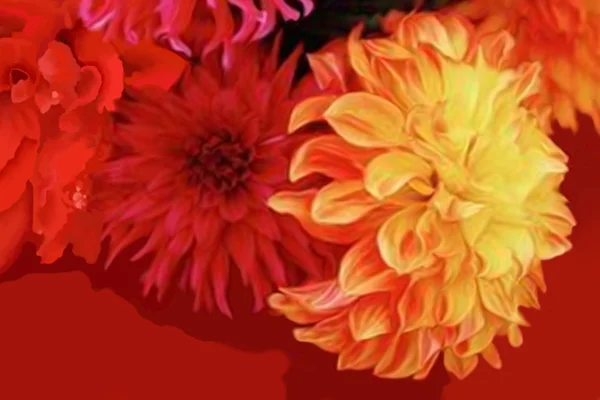 Dahlias — Photo