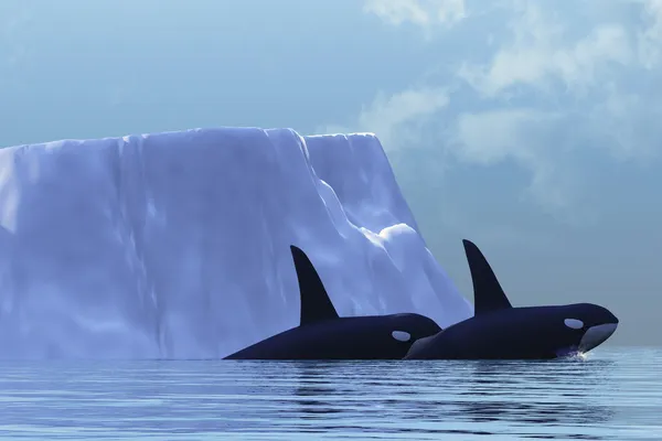 Orca — Foto de Stock