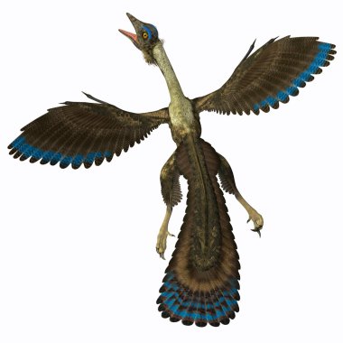 beyaz üzerine Archaeopteryx