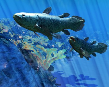 Coelacanth balık
