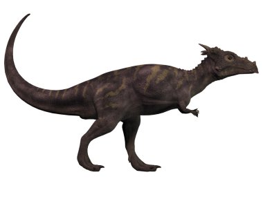 Beyaz dracorex