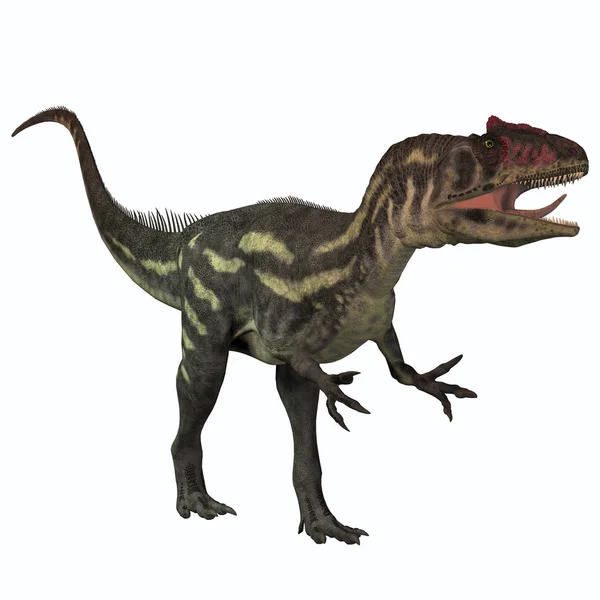 화이트에 Allosaurus — 스톡 사진