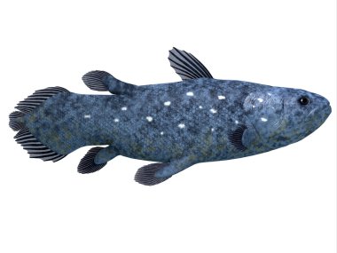 Coelacanth balık beyaz