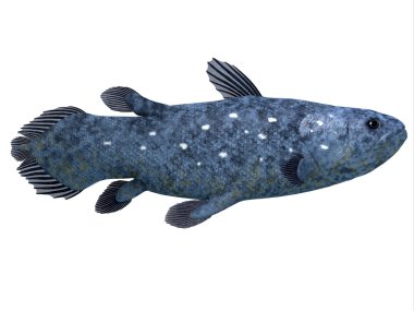 Coelacanth Fish on White clipart