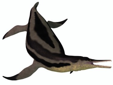 dolichorhynchops plesiosaur beyaz
