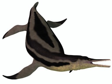 Dolichorhynchops Plesiosaur on White clipart