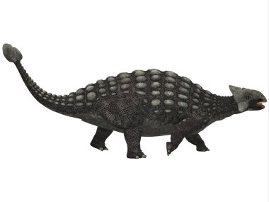 Ankylosaurus beyaz