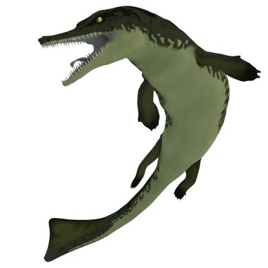 Beyaz metriorhynchus