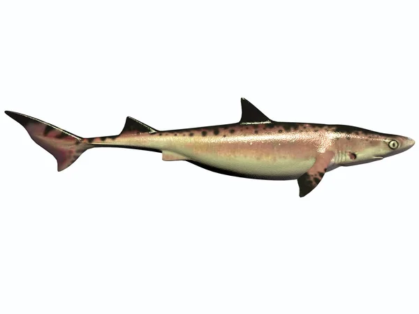 Cretaceous Shark — Stock Photo, Image