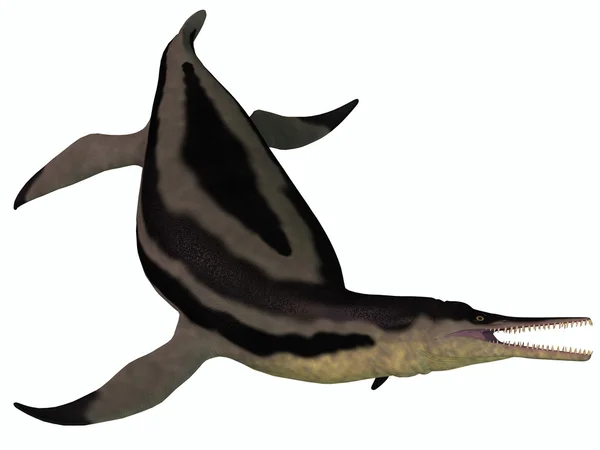 화이트에 Dolichorhynchops Plesiosaur — 스톡 사진