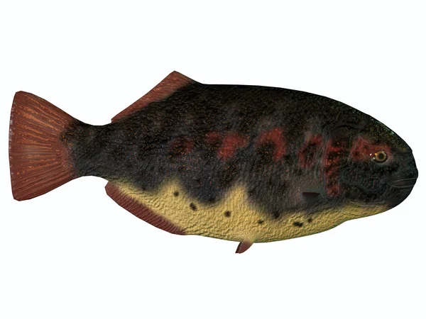 Dapedius ryby na biały — Zdjęcie stockowe