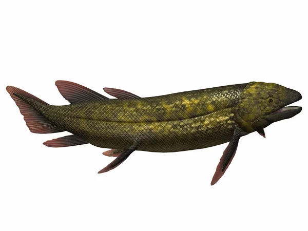 화이트에 Dipterus 물고기 — 스톡 사진