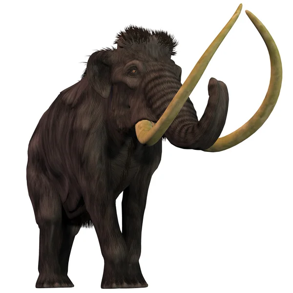 Woolly Mammoth on White — Stock Photo, Image