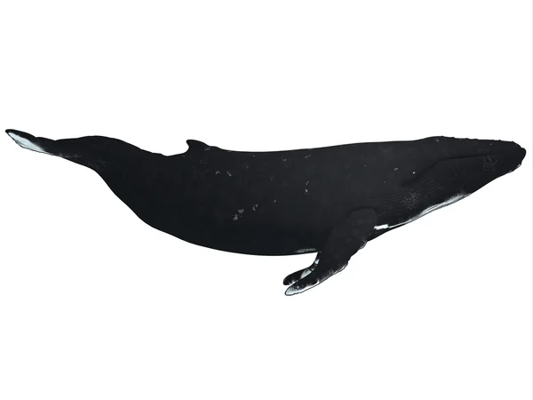 Humpback Whale Profile — Stock Photo, Image