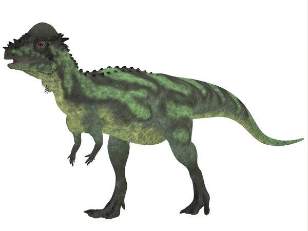 Pachycephalosaurus σε λευκό — Φωτογραφία Αρχείου