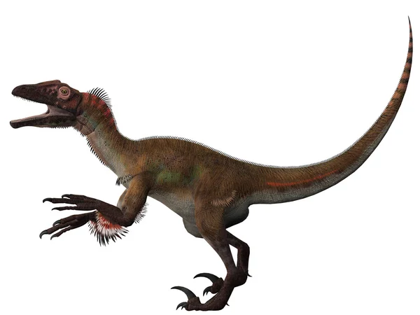 Utahraptor ostrommaysorum — Foto Stock