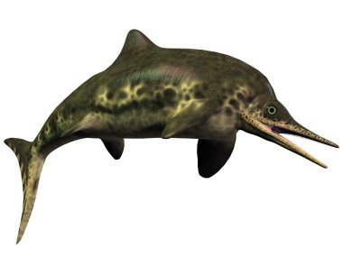 stenopterygius icthyosaur beyaz