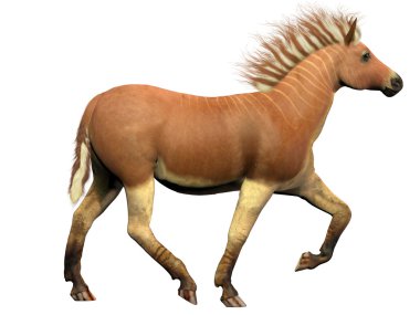 Quagga soyu tükenmiş hayvan