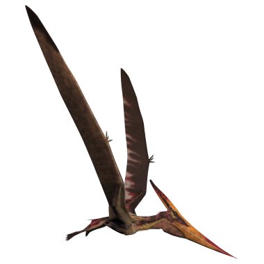 Beyaz pteranodon