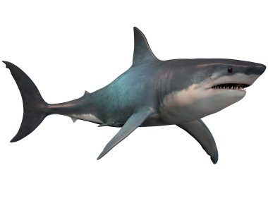 Megalodon beyaz