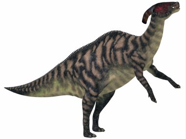 üzerine beyaz çizgili parasaurolophus