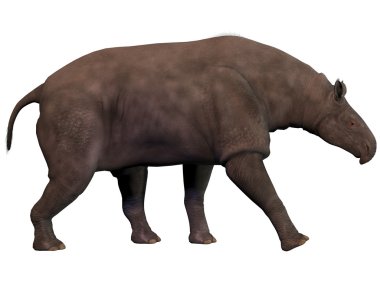 Paraceratherium on White clipart