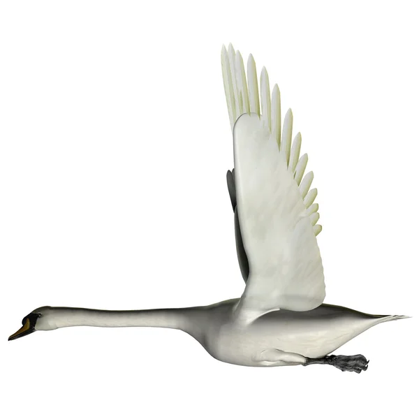 白鳥の翼 — ストック写真