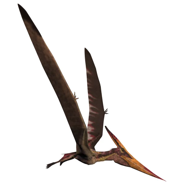 सफेद पर Pteranodon — स्टॉक फ़ोटो, इमेज