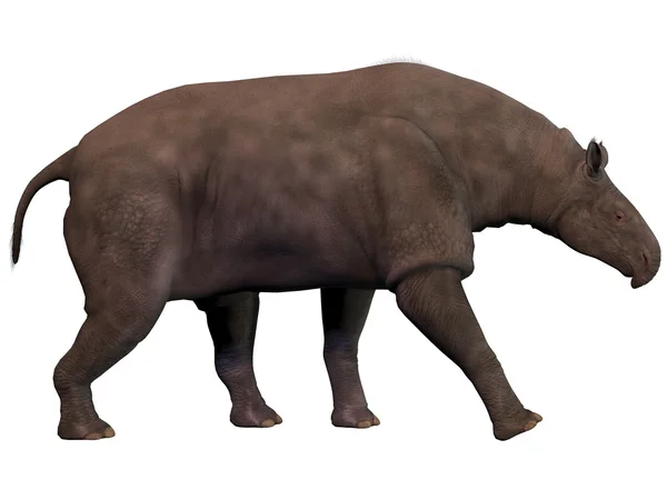 Beyaz paraceratherium — Stok fotoğraf