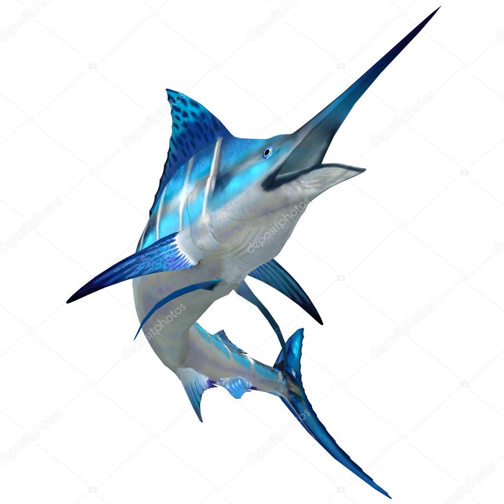 Marlin Fish on White