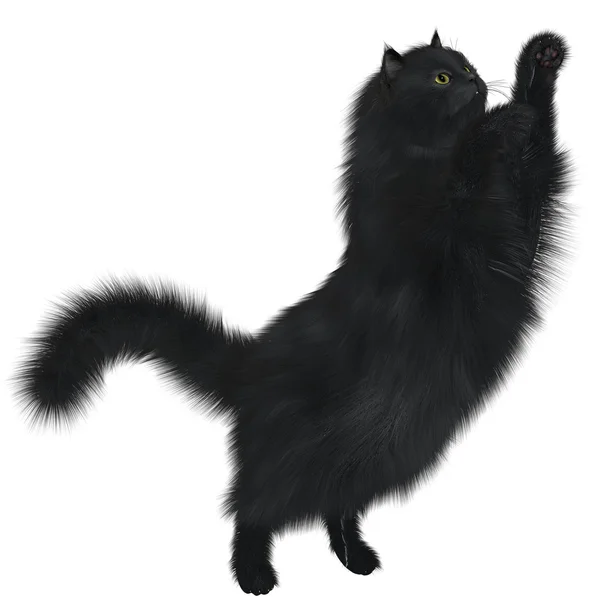 Black Cat — Stock Photo, Image