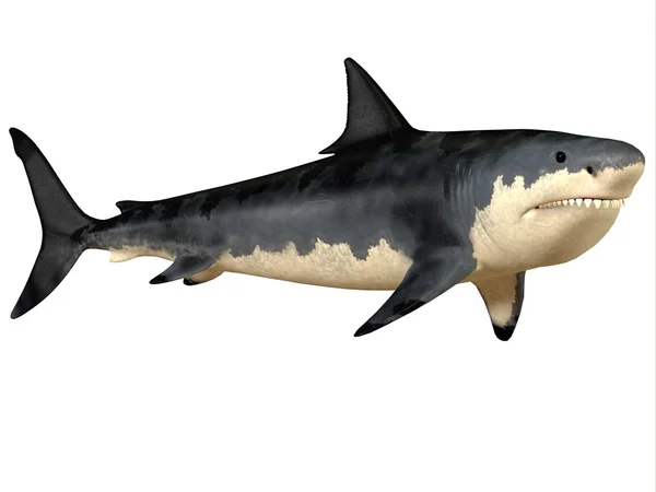 Megalodon wielki ząb — Zdjęcie stockowe