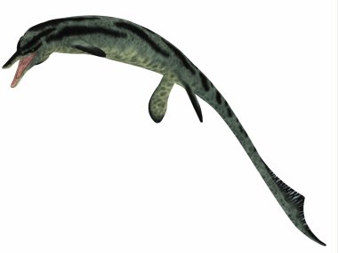 cymbospondylus ichthyosaur profili