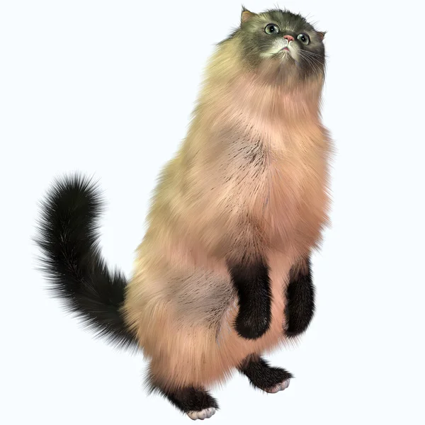 Grey Tabby Cat — Stock Photo, Image