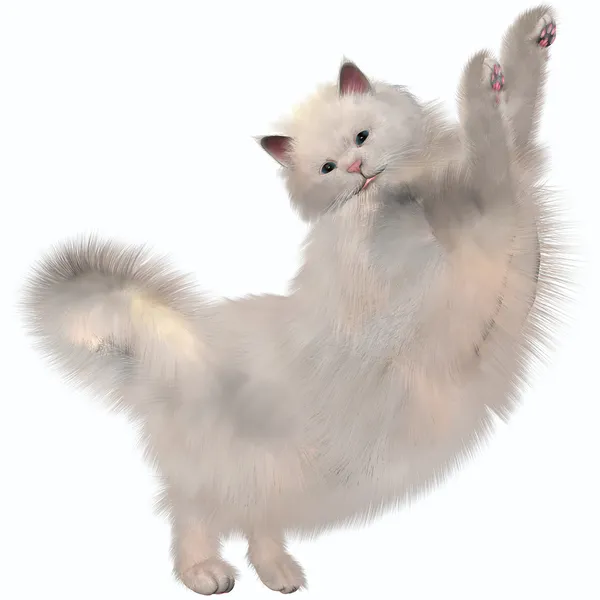 Oriental gato branco — Fotografia de Stock